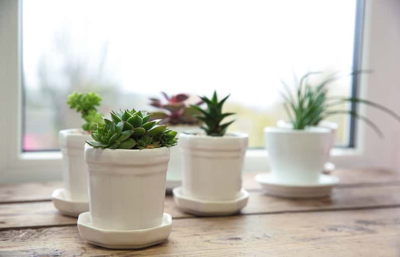 19 Best West-Facing Window Plants - Houseplant Authority