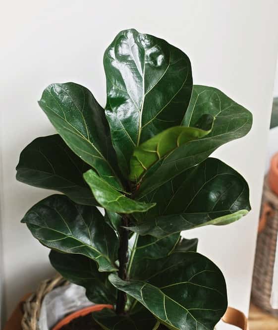 cleaned plant by someone who knows how to make fiddle leaf fig leaves shiny
