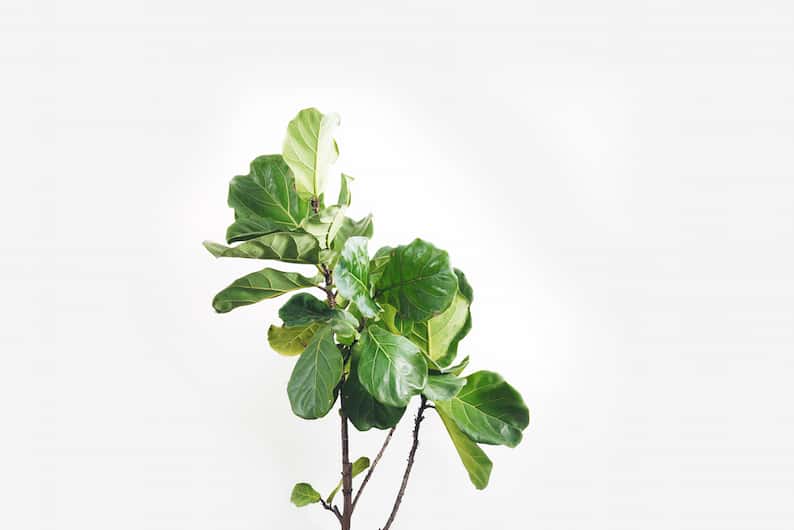 7 Reasons Why Your Fiddle Leaf Fig Leaves Are Falling Off