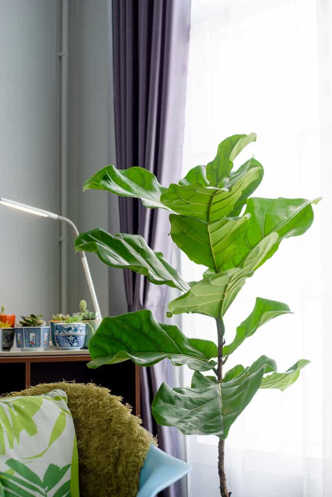 a fiddle leaf fig with its light requirements being met from a nearby window