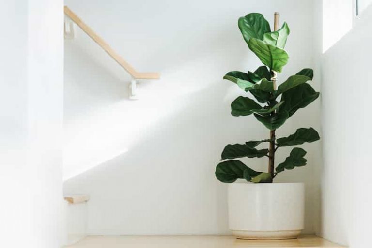 What Are Your Fiddle Leaf Fig’s Light Needs?
