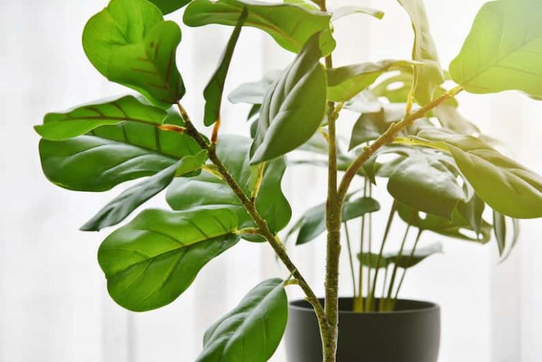 Fiddle Leaf Fig Temperature Needs: What’s Ideal?