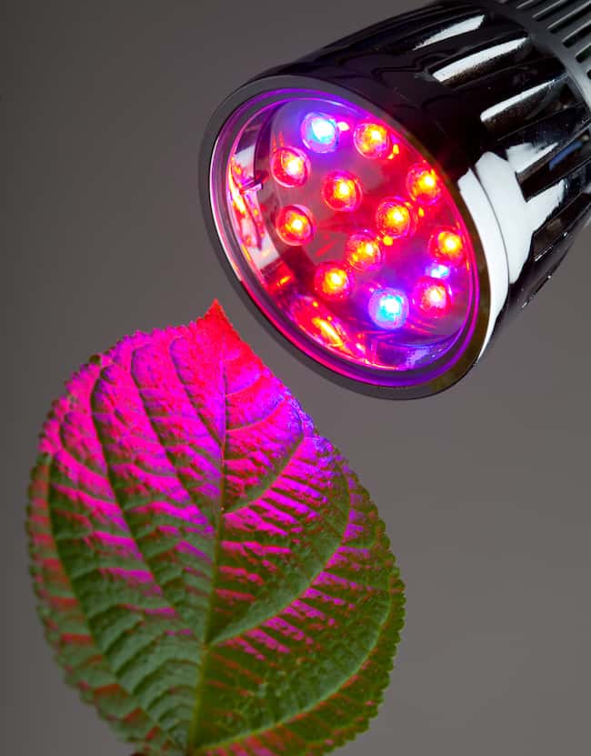 LED grow light shining on plant