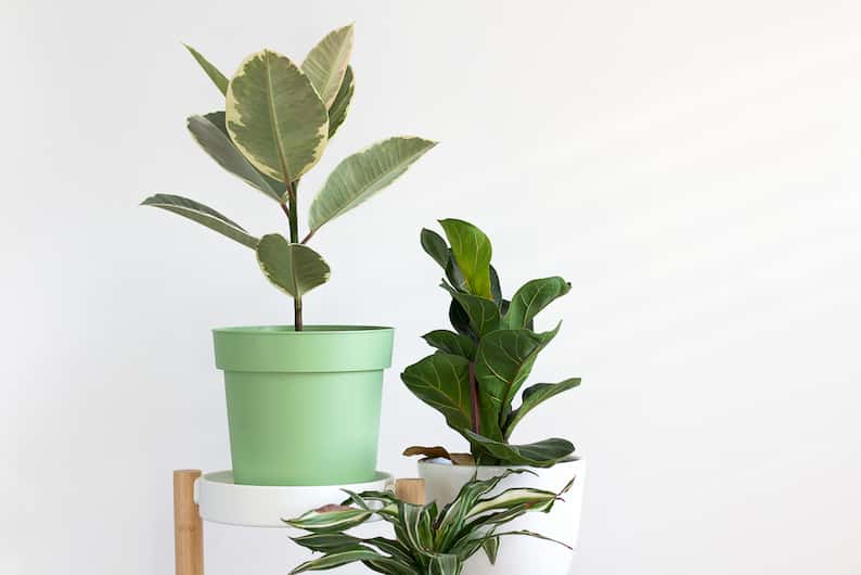What are the Different Types of Fiddle Leaf Figs?