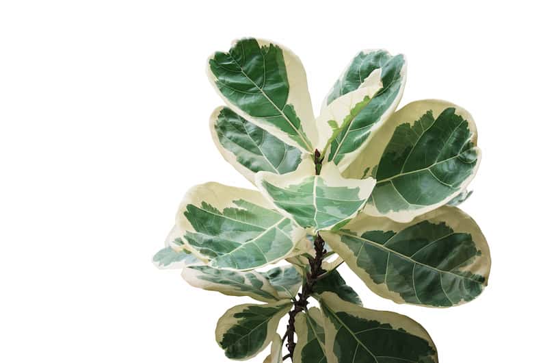 example of a variegated type of fiddle leaf fig