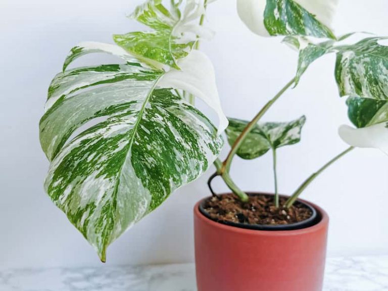 Variegated Monstera: The Ultimate Guide