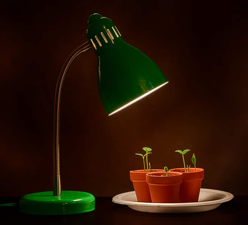 LED light growing plants as a grow light