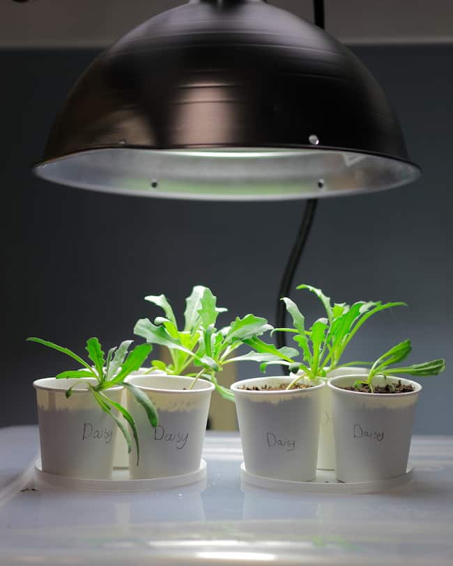 LED light being good for plant seedlings growing