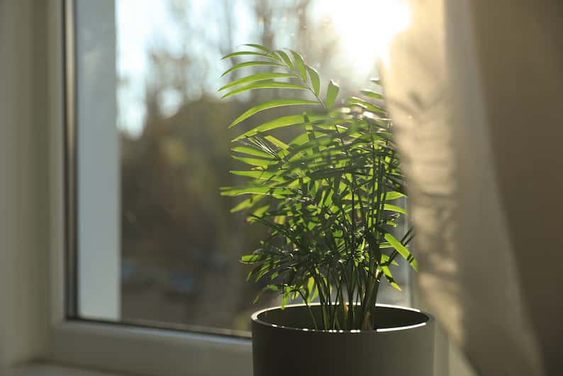 plant getting direct sunlight through a window