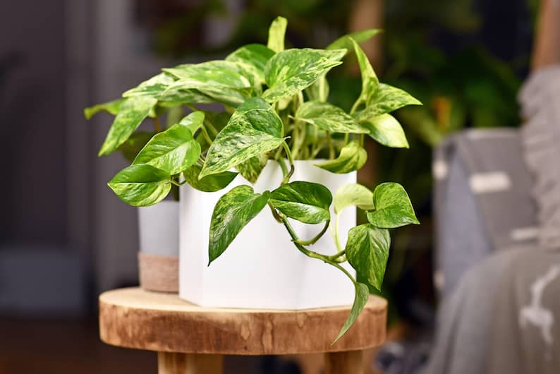 pothos plant with drainage in its pot