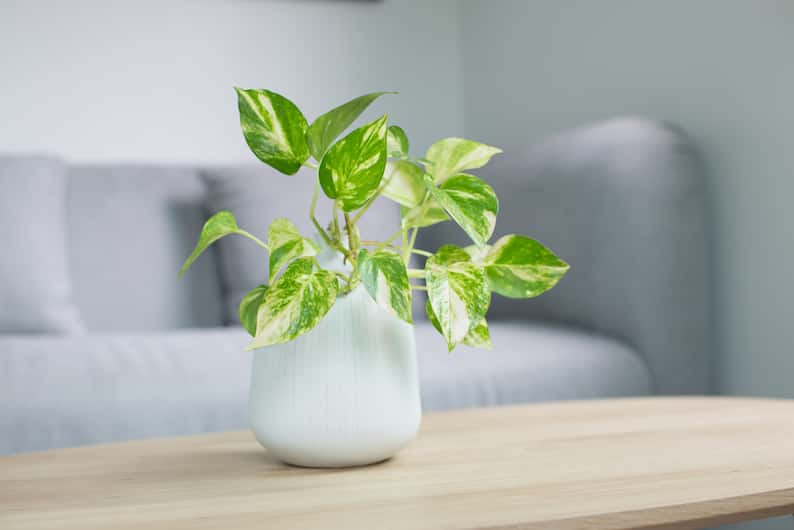 pothos plant on coffee table