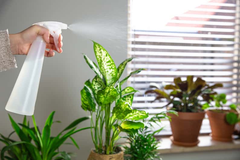 someone showing how to mist plants indoors
