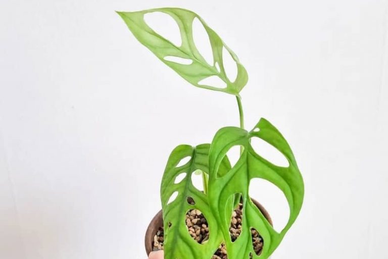 Monstera Epipremnoides Care: The Ultimate Guide