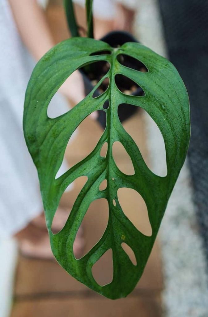 monstera esqueleto leaf with fenestrations