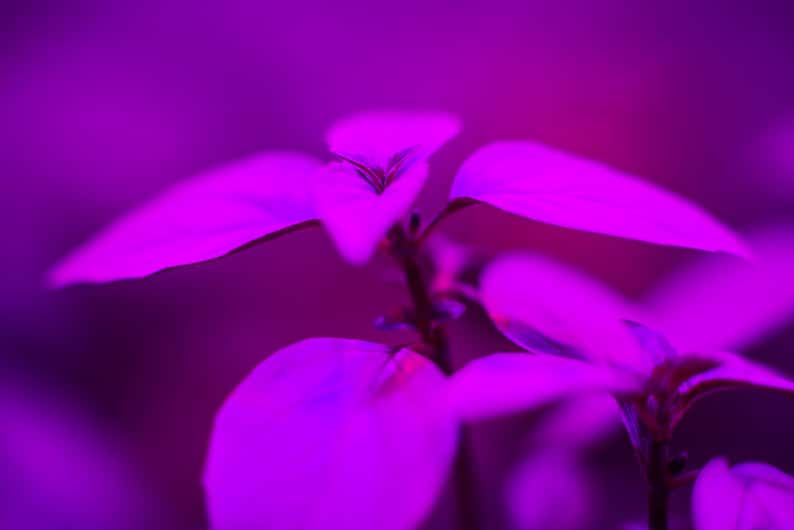 pothos under a LED grow light