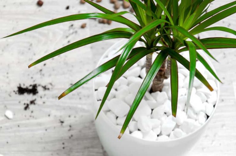 Should I Put Rocks in Potted Plants? (Yes and No!)