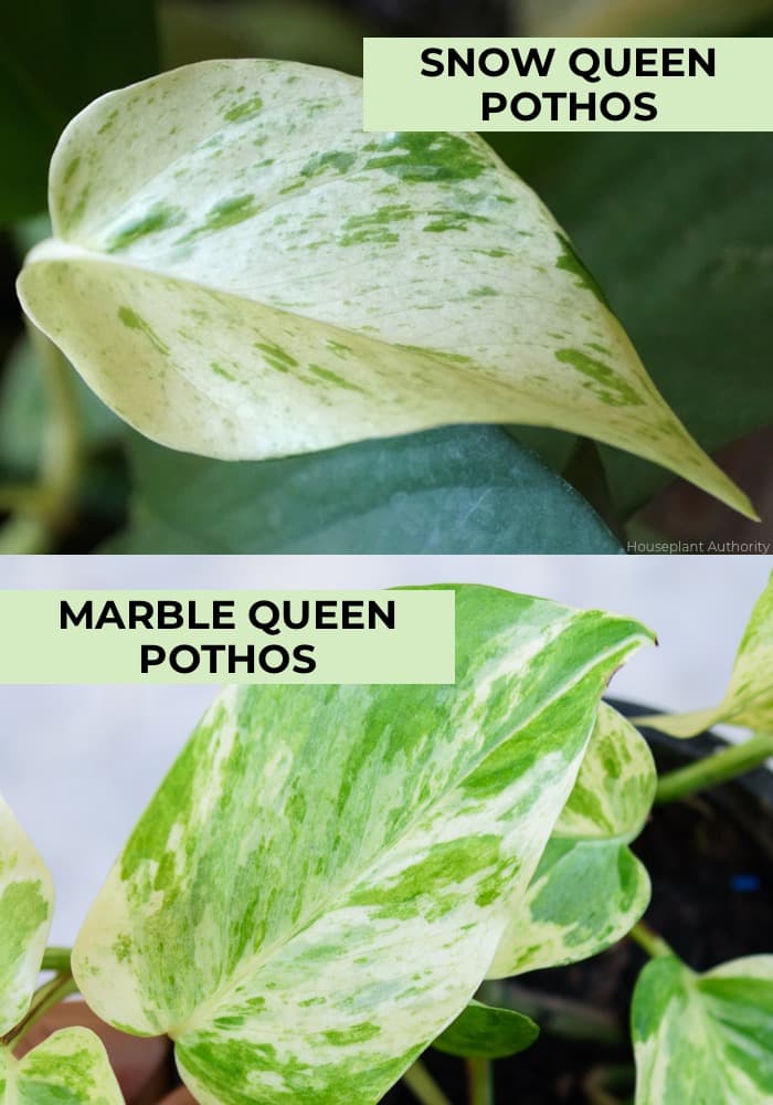 comparison of snow queen vs marble queen pothos