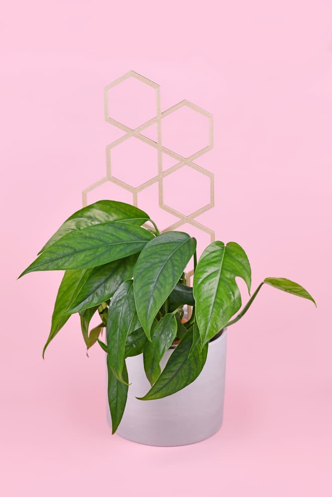 someone training a pothos to climb with a support structure