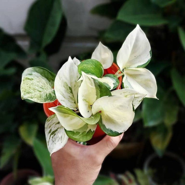 Harlequin Pothos Care: The Ultimate Guide (2022)