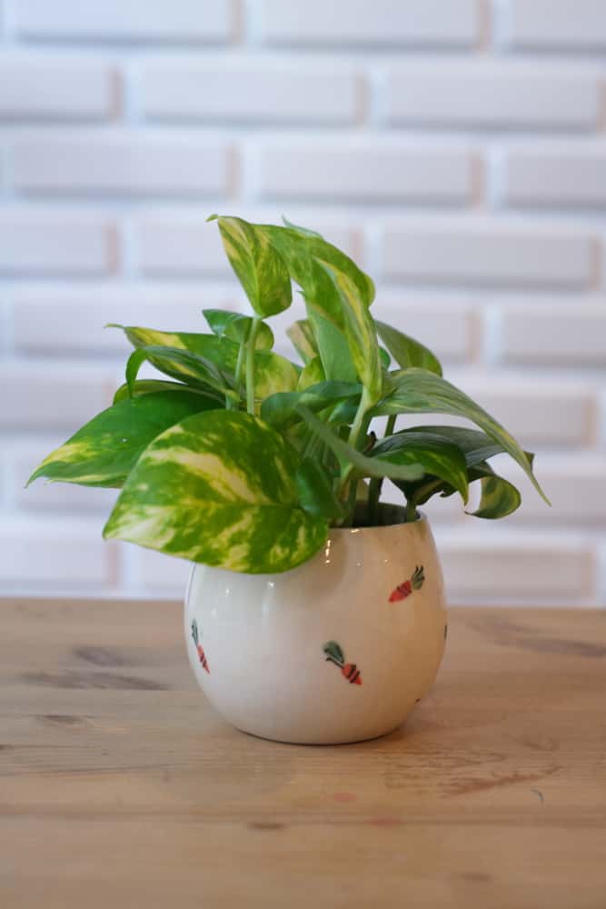 small pothos that needs water
