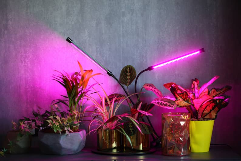 multiple plants including Monstera under a grow light
