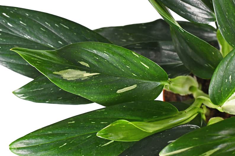 monstera standleyana albo variegata leaves