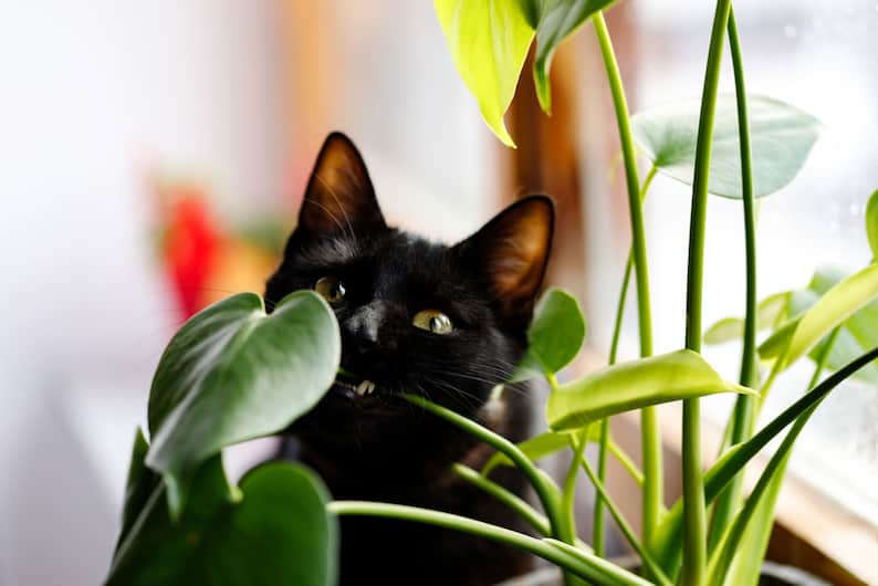 toxic mini monstera plant with cat chewing on it