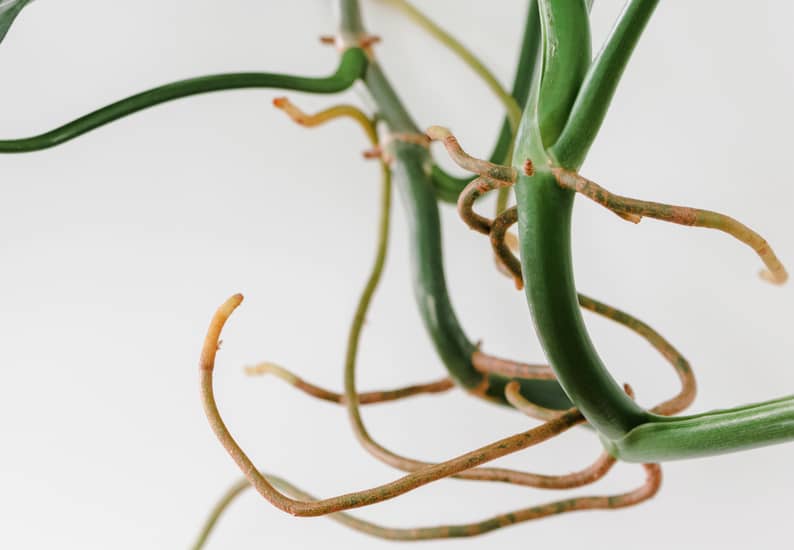 How to Manage Pothos Aerial Roots: The Ultimate Guide