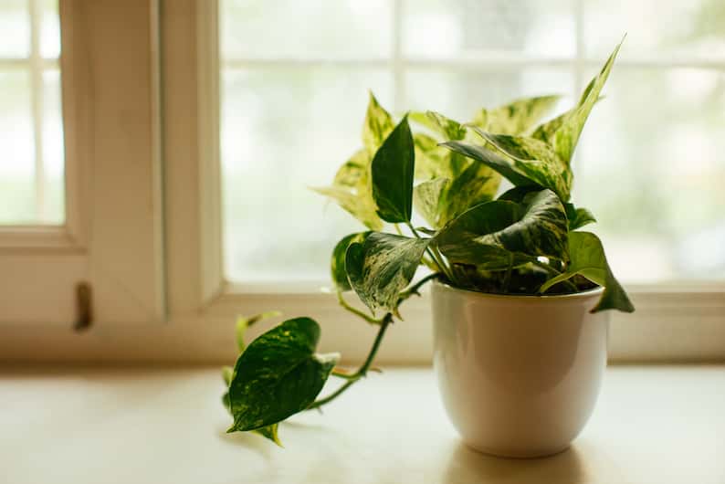 pothos with droopy leaves next to a window getting too much light