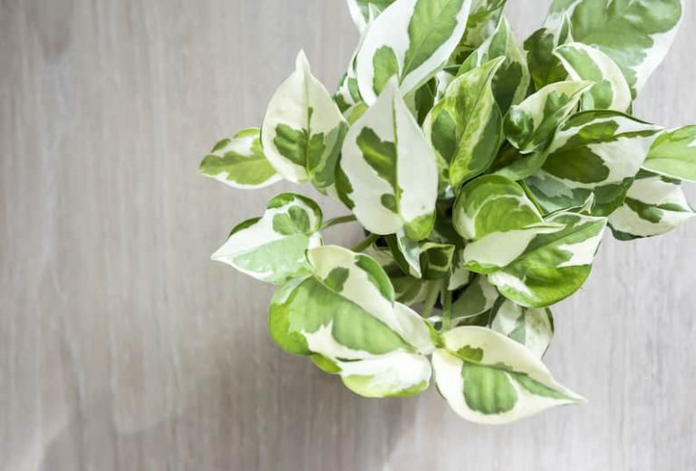 Best Pothos Fertilizer for Your Plant to Thrive