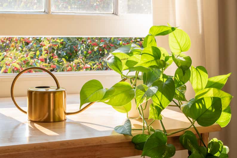 watering can next to pothos