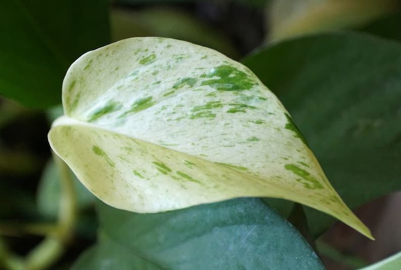 leaf of snow queen pothos cutting to propagate