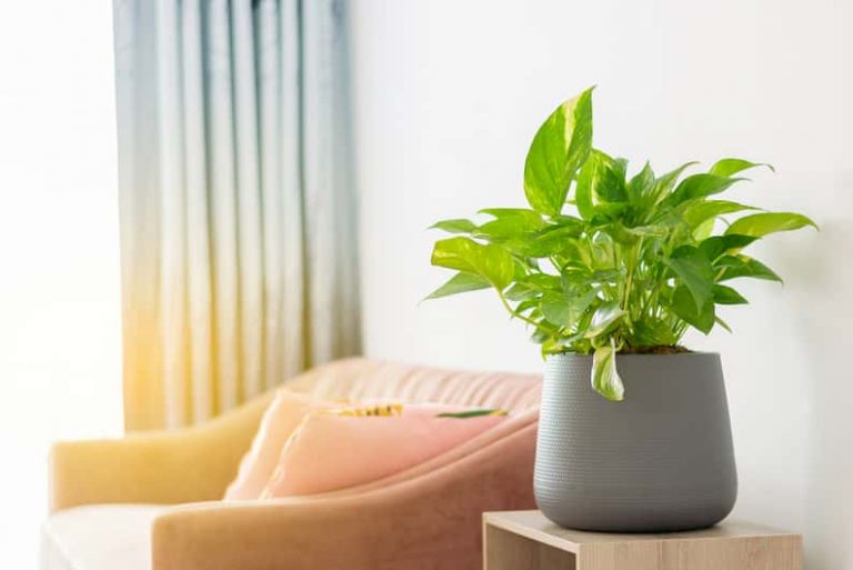 underwatered pothos on a coffee table getting light from a nearby window
