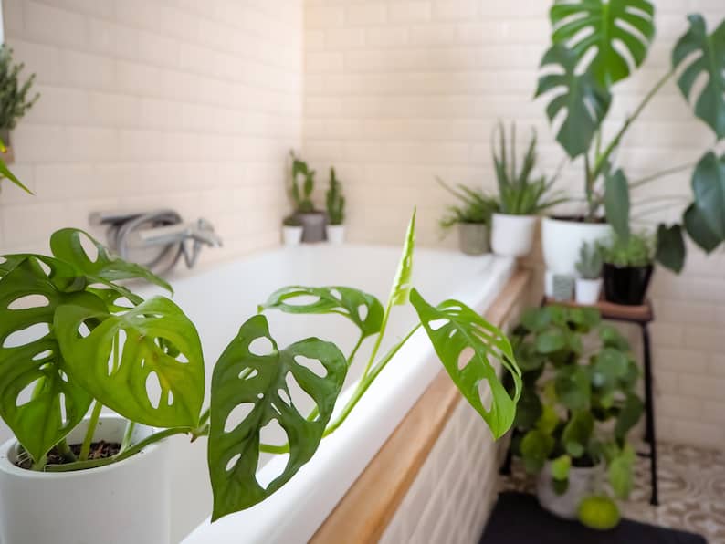 plants in the bathroom ready for someone to clean Monstera leaves in the shower