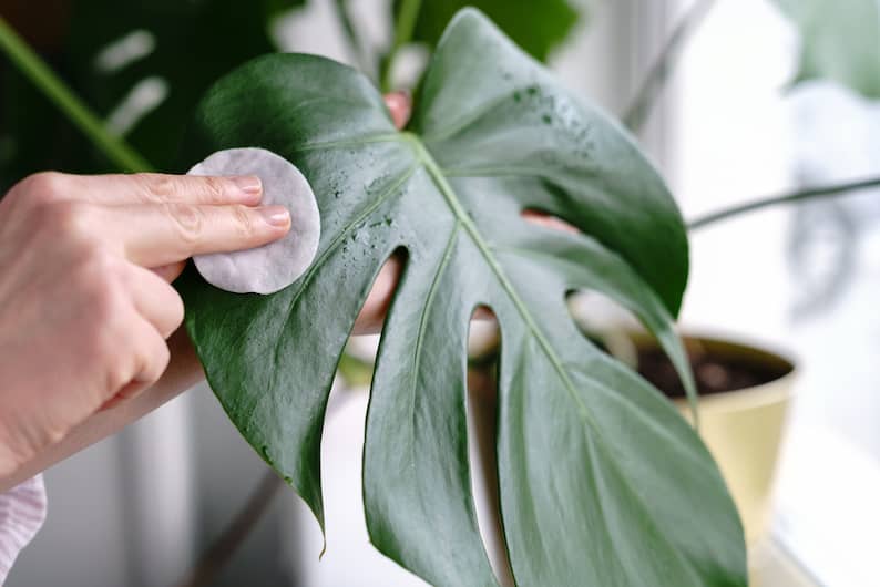 person learning how to clean Monstera leaves
