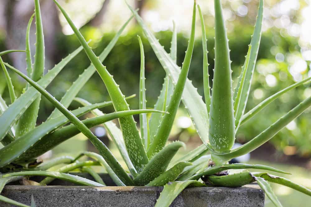 line of aloe vera plants as one of the most common houseplants