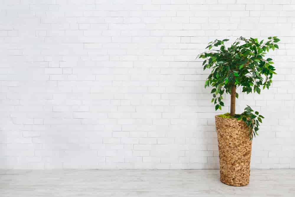 Ficus as one of the more types of indoor plants with names that are scientific