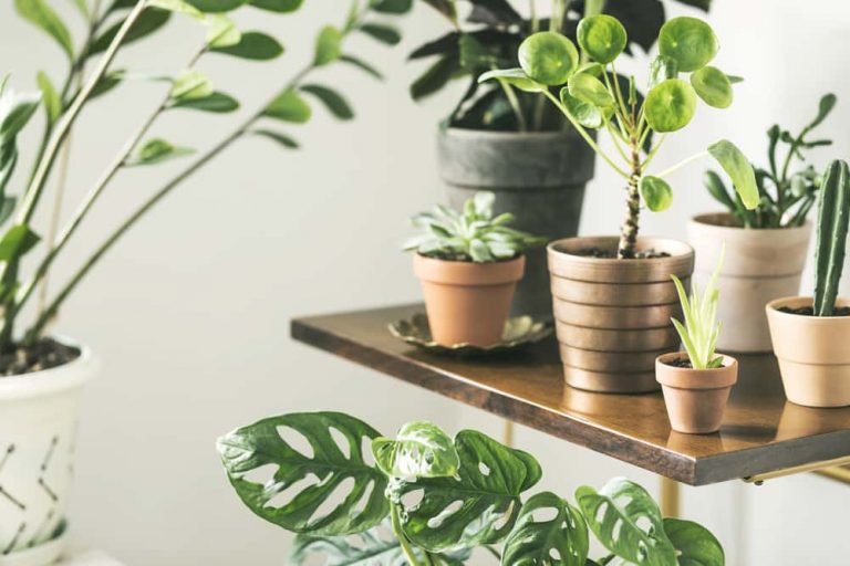 24 Most Common Houseplants (With Pictures!) That Look Great
