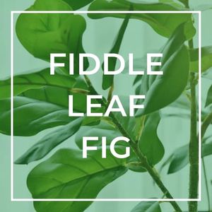 fiddle leaf fig sidebar image