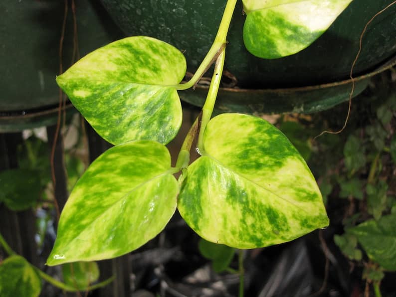 Hawaiian pothos vine with leaves