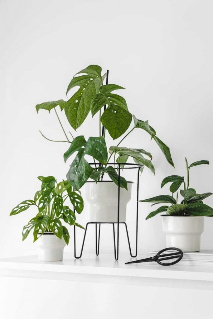 monstera plants in white pots