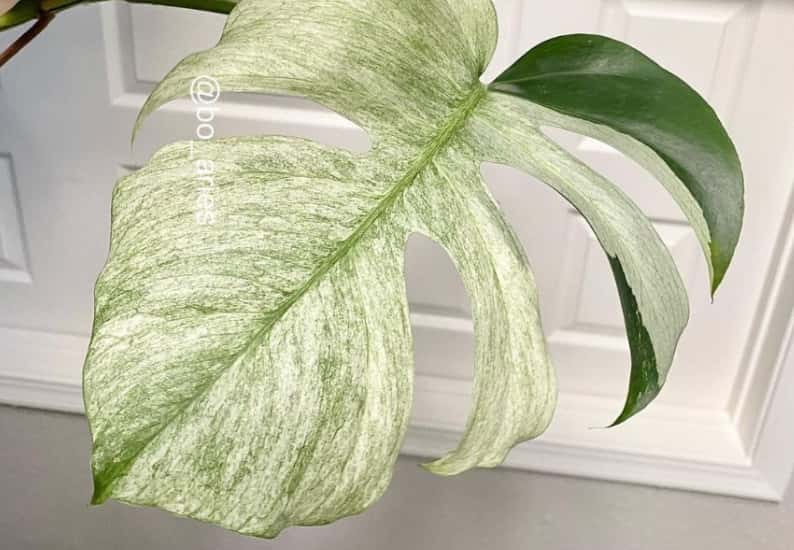 Variegated Mint Monstera: The Ultimate Guide