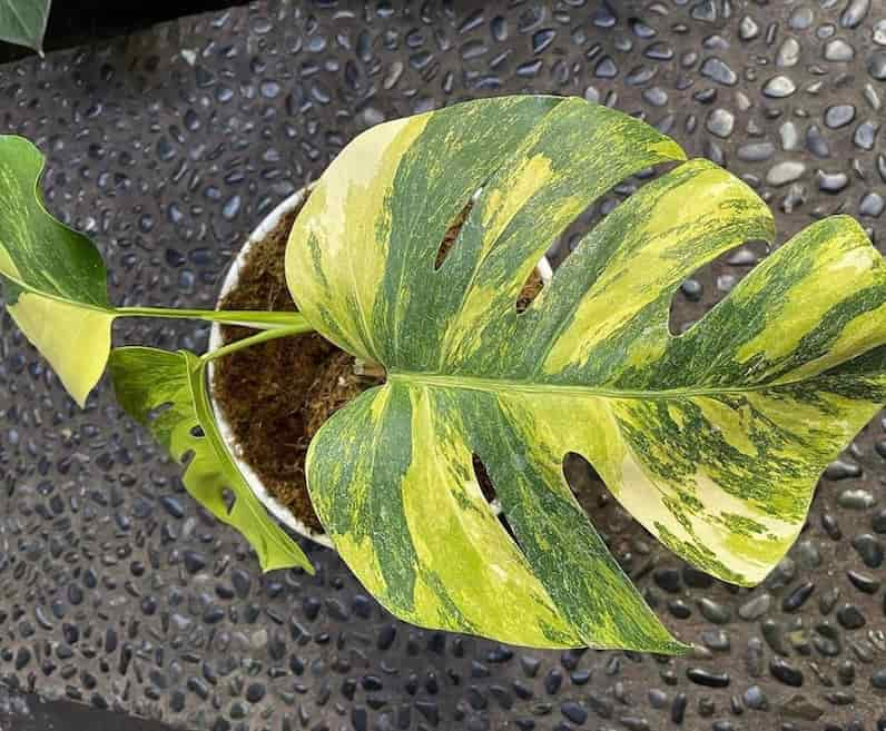 Monstera Aurea Care: The Ultimate Guide to the Marmorata (2023)