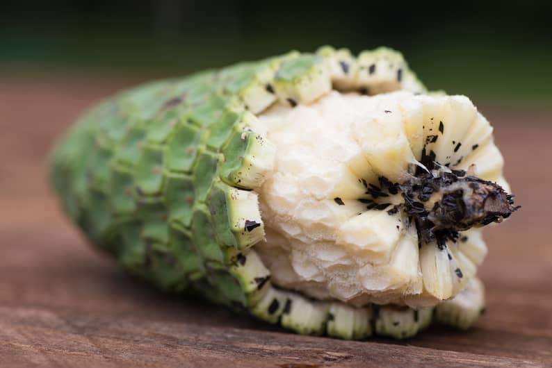 Monstera Deliciosa Fruit: How to Get It and Eat It!