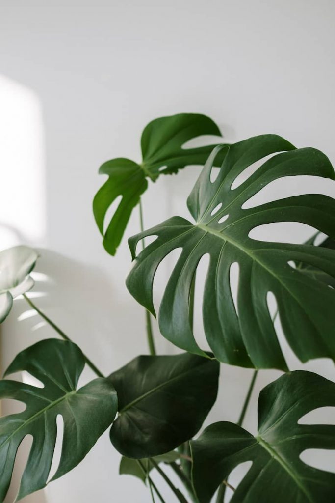 plant with a new Monstera leaf growing from it