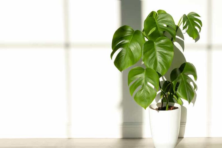 9 Easy Ways to Encourage Monstera to Grow New Leaves Faster