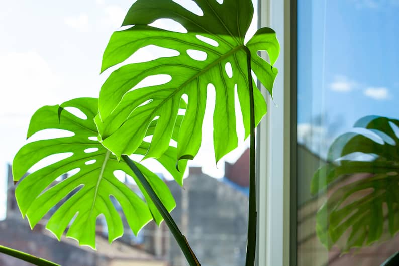 monstera leaves curling downward due to being next to a  window with too much light