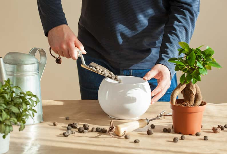 person adding LECA to a pot to grow a Monstera plant