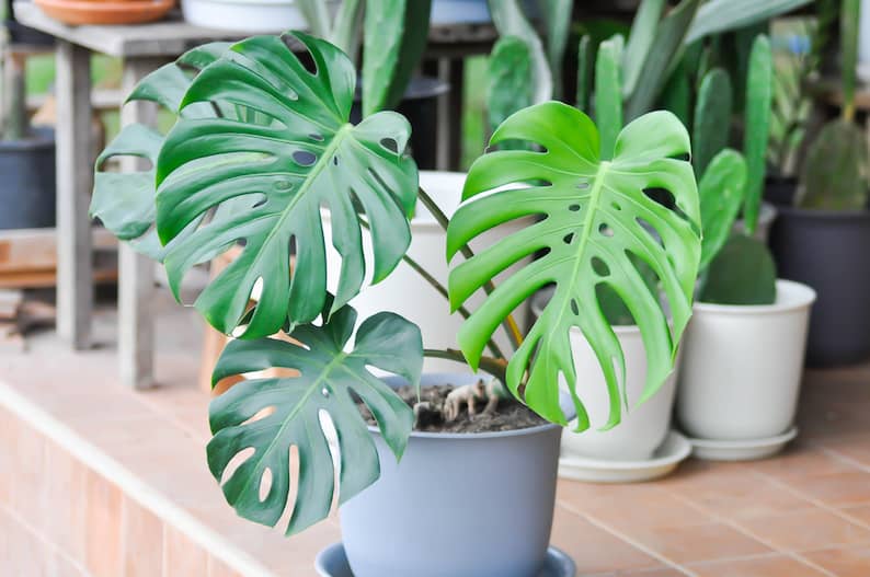 pot with a Monstera outside on a porch