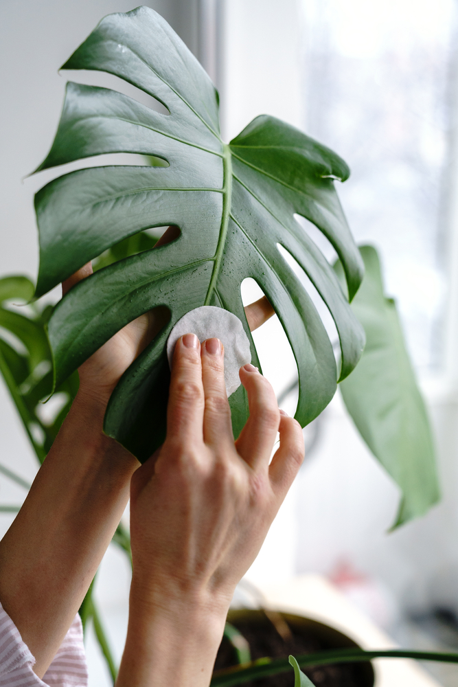 person wiping monstera leaf to identify and get rid of Monstera pests and diseases